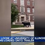 Runaway Cow Sparks TWO-HOUR Campus Manhunt Runaway Cow Sparks TWO-HOUR Campus Manhunt