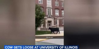 Runaway Cow Sparks TWO-HOUR Campus Manhunt